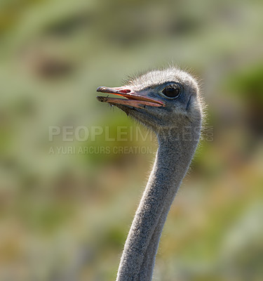 Buy stock photo Safari, ostrich and animal in nature for natural habitat, wildlife conservation or holiday destination. Closeup, travel and omnivore bird for adventure, environment or ecosystem in national park