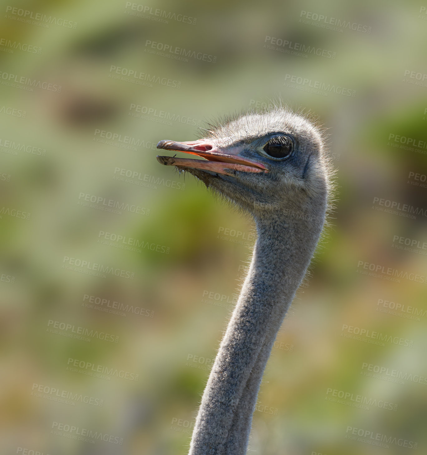 Buy stock photo Safari, ostrich and animal in nature for natural habitat, wildlife conservation or holiday destination. Closeup, travel and omnivore bird for adventure, environment or ecosystem in national park