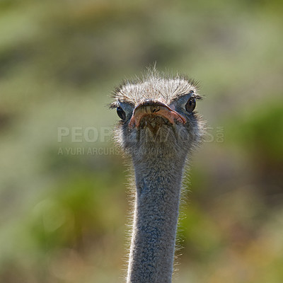 Buy stock photo Travel, ostrich and animal in field for natural habitat, wildlife conservation or holiday destination. Closeup, safari and omnivore bird for adventure, environment or ecosystem in national park
