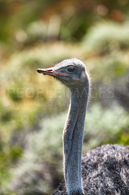 Buy stock photo Portrait of common Ostrich in South Africa. Male Ostrich taking its turn guarding nest during dry season in the desert. One animal standing alone in nature. Struthio bird in its natural environment