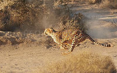 Buy stock photo Shot of wildlife out in the african bush