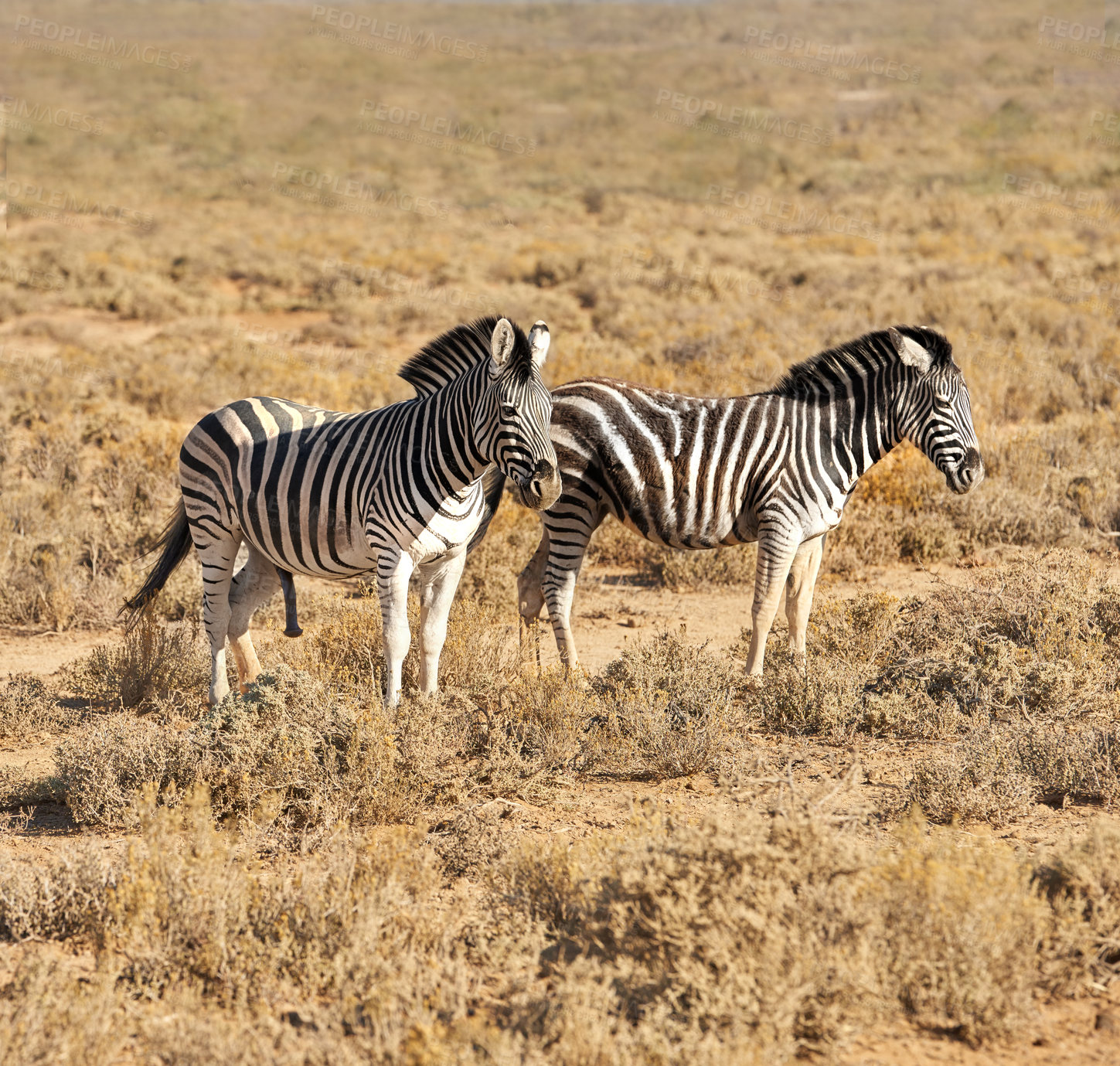 Buy stock photo Zebra, wildlife and safari with animals in natural habitat or savannah with black and white stripes in nature. Outdoor group of stallions or mares together on field, grass or open land in wilderness