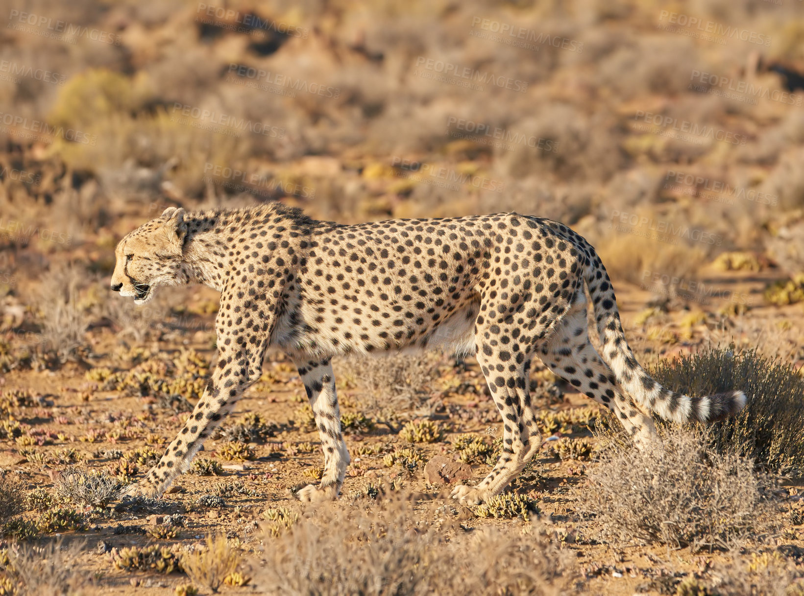 Buy stock photo Wildlife, cheetah and walking in safari nature, savannah and natural habitat of big cat. Grassland, movement and animal as hunter, panther and predator with fur by outdoor environment and landscape