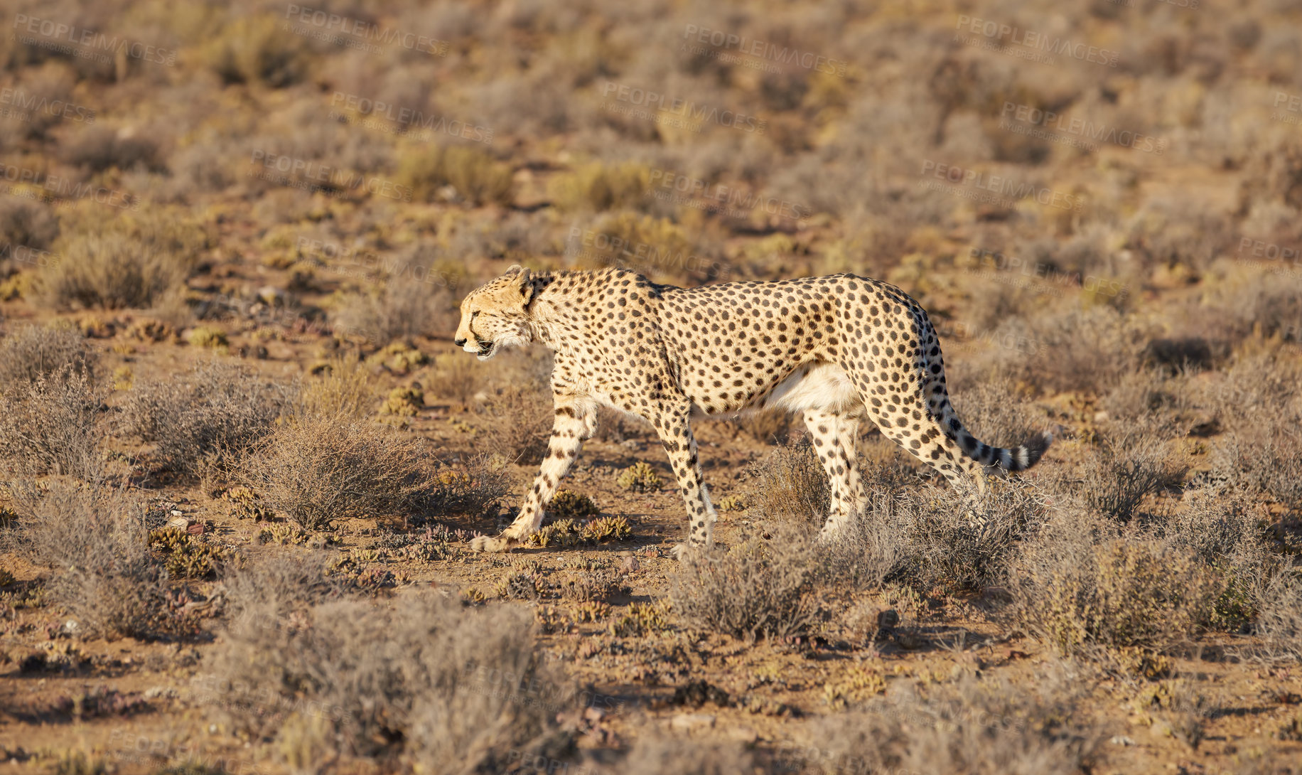 Buy stock photo African bush, cheetah and wildlife outdoor in savannah for protection of indigenous habitat. Nature, conservation and predator or big cat in Kenya at safari park or game reserve for animal safety