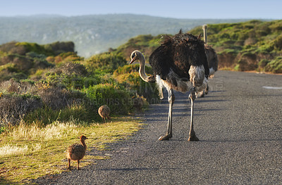 Buy stock photo Environment, animals and group of ostrich in nature by safari, savannah and natural habitat on road. Countryside, movement and wildlife bird with feather in landscape, grassland or walk with chicks