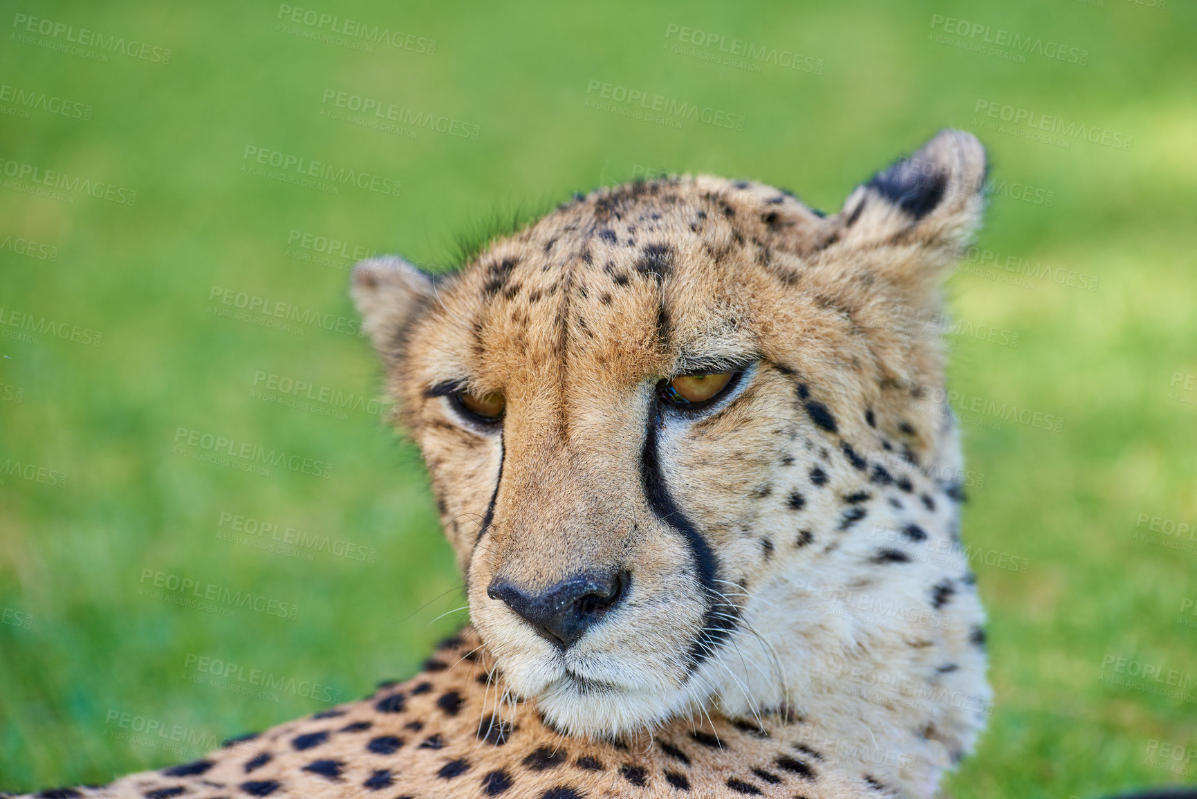 Buy stock photo Cheetah, wildlife and grass field with animal in natural habitat or resting with spotted pattern in nature. Outdoor predator, wild cat or big five hunter on open land in wilderness, forest or jungle