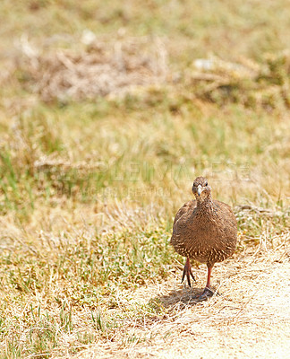 Buy stock photo Spurfowl, bird and nature on field, grass and walk at sustainable game park for conservation on savannah. Animal, francolin and outdoor on ground, safari or bush with summer sunshine in South Africa