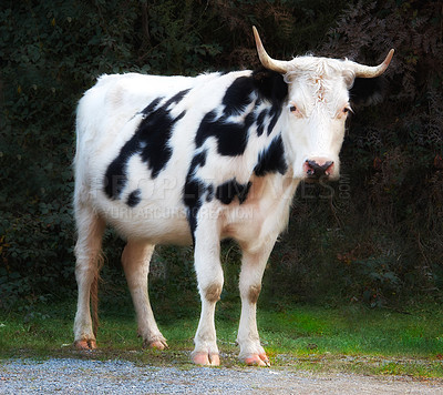 Buy stock photo Full length of Holstein cow standing alone on farm. Portrait of hairy black and white animal isolated on remote farmland and agriculture estate with copyspace. Raising live cattle for dairy industry