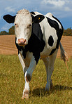 Holstein cows - all in black and white