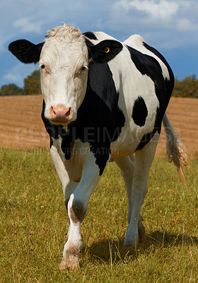 Buy stock photo One black and white spotted Holstein cow on a sustainable farm pasture field in countryside. Raising and breeding livestock animals in agribusiness for free range organic cattle and dairy industry