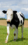 Holstein cows - all in black and white