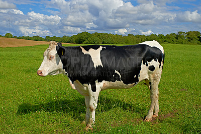 Buy stock photo Black and white spotted Holstein cow standing alone on farm pasture. Isolated against green grass on remote farmland and agriculture estate. Raising live cattle, grass fed diary farming industry