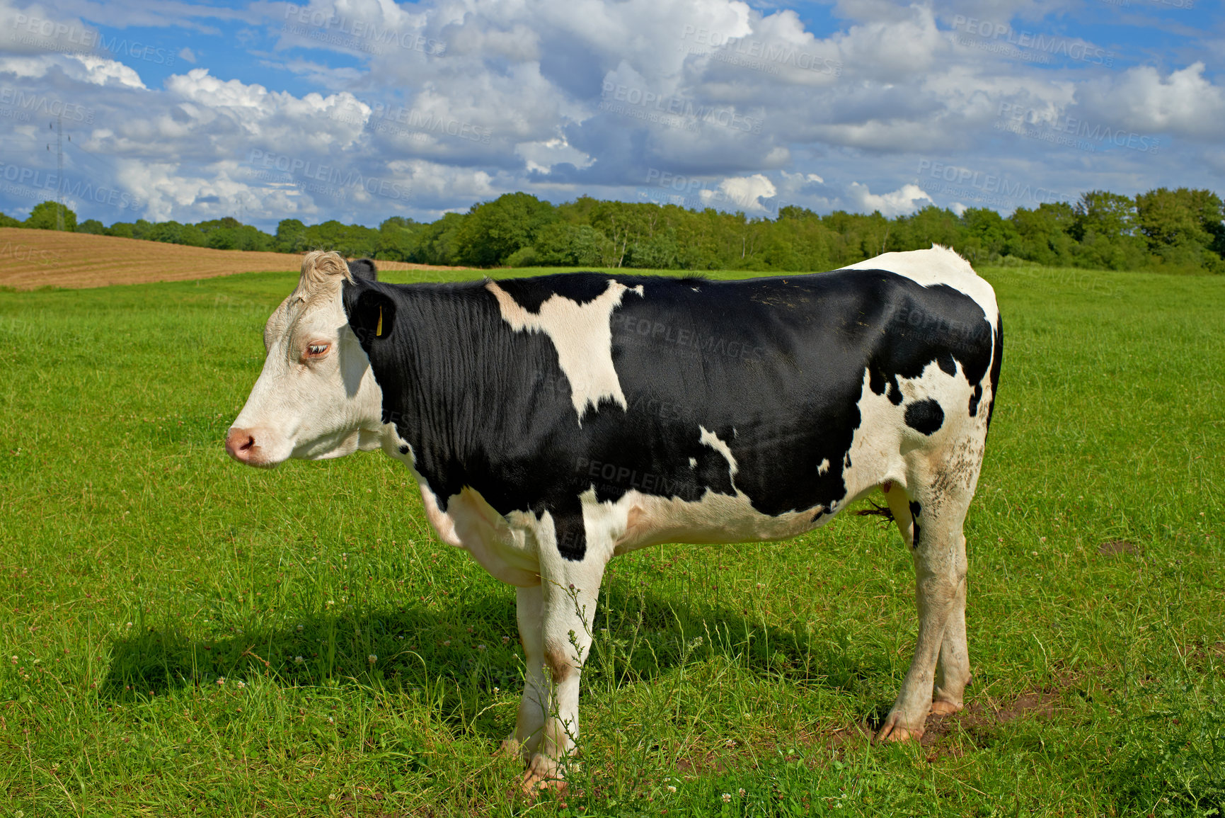 Buy stock photo Black and white spotted Holstein cow standing alone on farm pasture. Isolated against green grass on remote farmland and agriculture estate. Raising live cattle, grass fed diary farming industry