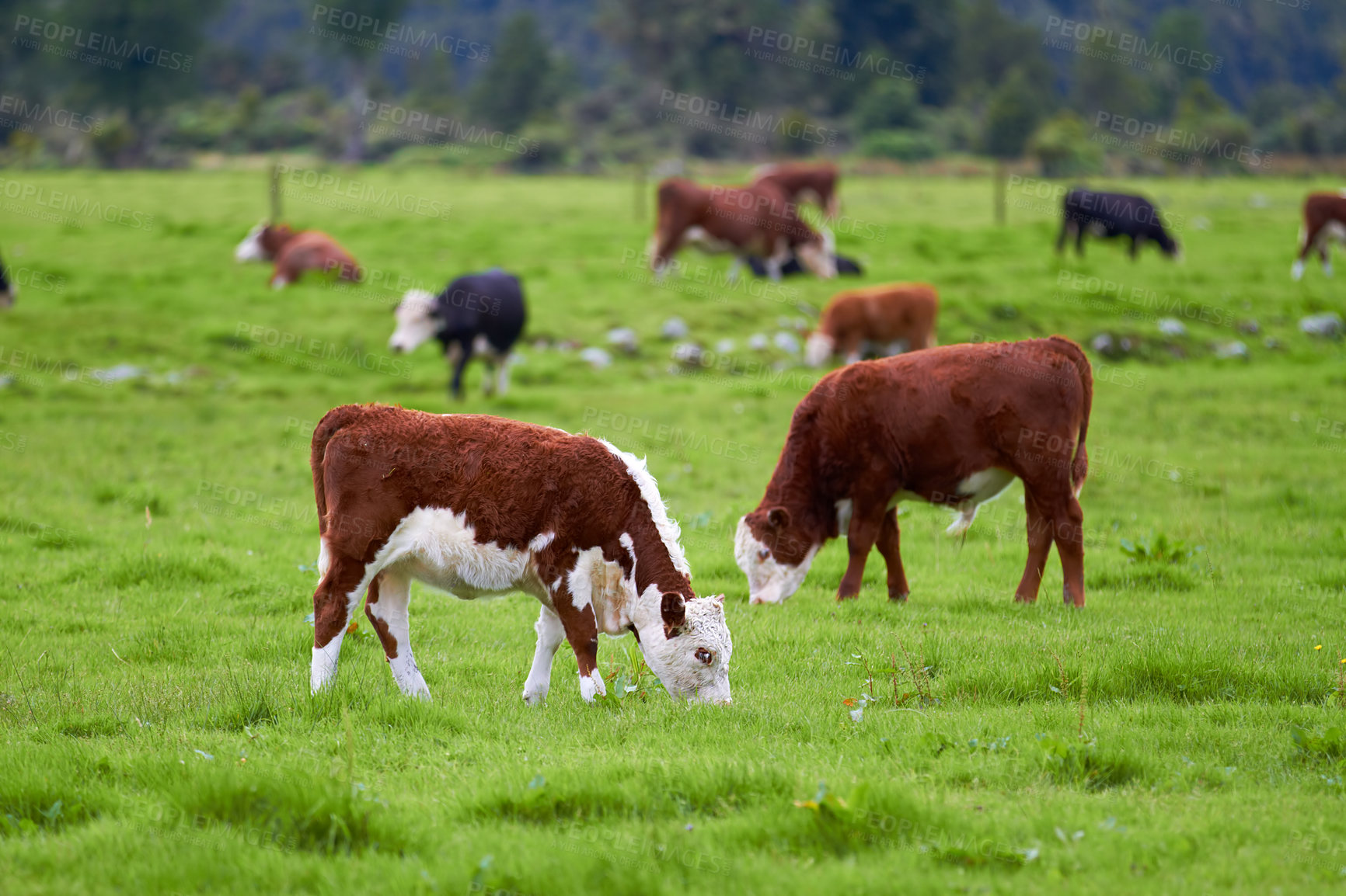 Buy stock photo Hereford cow standing and grazing on a vibrant green farm pasture with copyspace. Various sizes of Hereford cows standing in a pasture on a farm on a sunny day. Grass fed cows on a diary supply farm