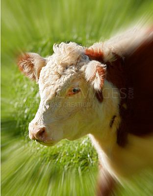 Buy stock photo Closeup portrait one hereford cow alone on farm pasture. Portrait of hairy animal isolated against green grass on remote farmland and agriculture estate. Raising live cattle for dairy industry