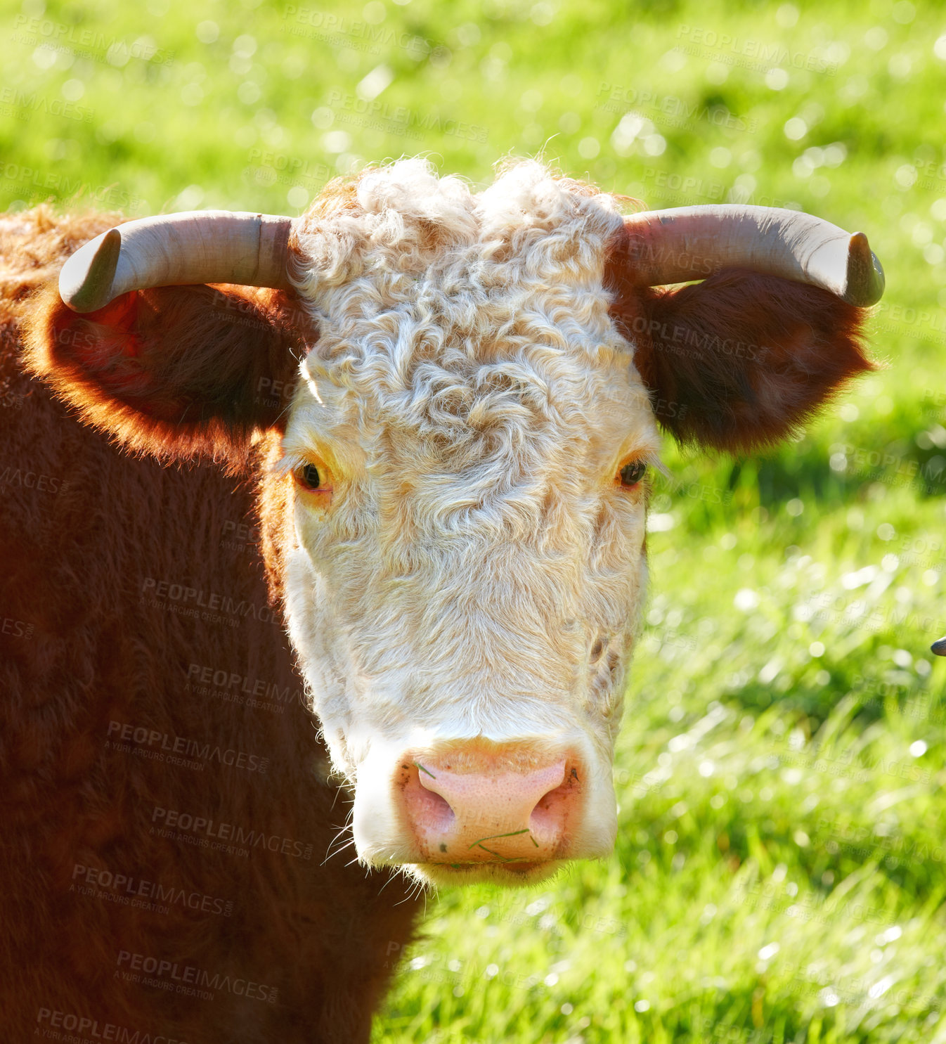 Buy stock photo Closeup portrait one hereford cow face alone on farm pasture. Portrait of hairy animal isolated against green grass on remote farmland and agriculture estate. Raising live cattle for dairy industry