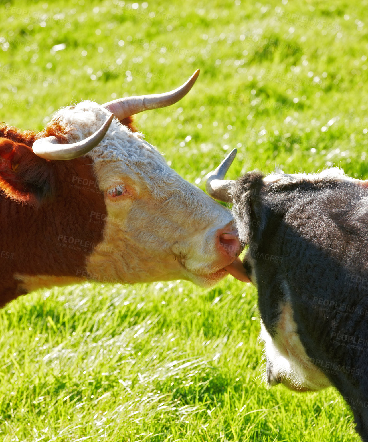 Buy stock photo Two hereford cows together and licking each other on farm pasture. Hairy animals cleaning eyes against green grass on remote farmland and agriculture estate. Raising live cattle for dairy industry