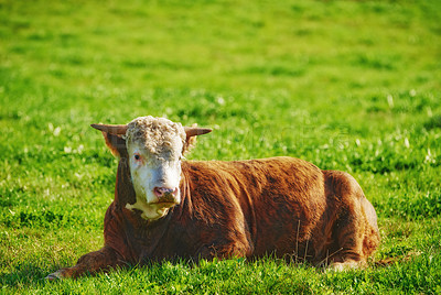 Buy stock photo One hereford cow sitting alone on farm pasture. One hairy animal isolated against green grass on remote farmland and agriculture estate. Raising live cattle, grass fed diary farming industry