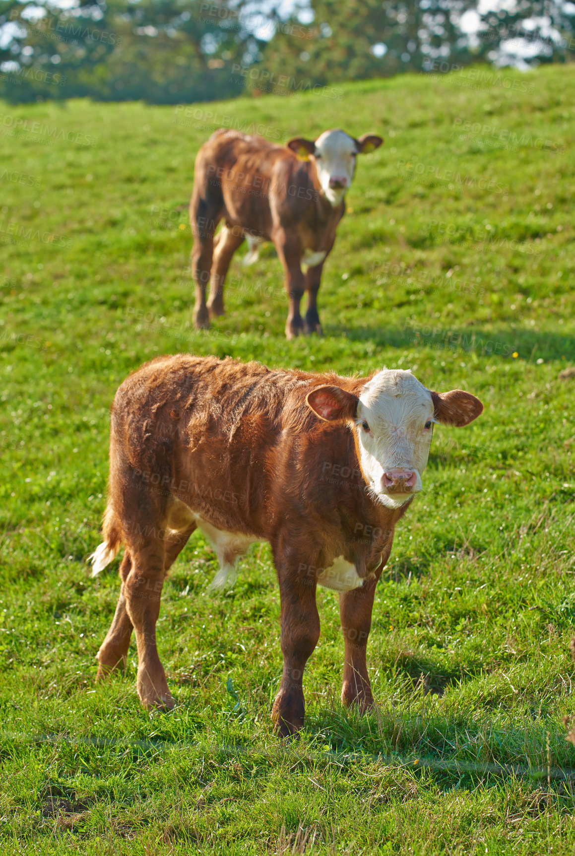 Buy stock photo Hereford breed of brown cows grazing on sustainable farm in pasture field in the countryside. Raising and breeding livestock animals in agribusiness for free range organic cattle and dairy industry