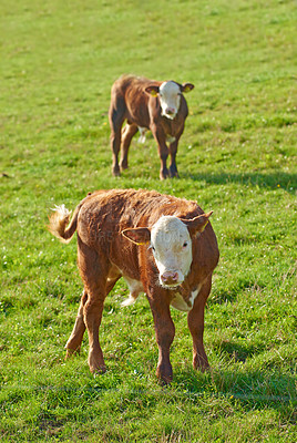 Buy stock photo Two Hereford breed of brown cows grazing on sustainable farm in pasture field in countryside. Raising and breeding livestock animals in agribusiness for free range organic cattle and dairy industry