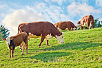 Hereford - all brown and white