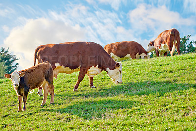 Buy stock photo Herd of Hereford cows grazing on farm pasture on a sunny day. Brown animals isolated against green grass and blue sky on remote farmland and agriculture estate. Raising cattle for dairy industry