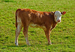 Hereford - all brown and white