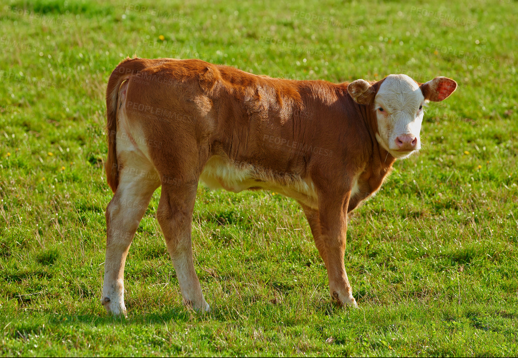 Buy stock photo One Hereford breed of brown cow grazing on sustainable farm in pasture field in the countryside. Raising and breeding livestock animals in agribusiness for free range organic cattle and dairy industry