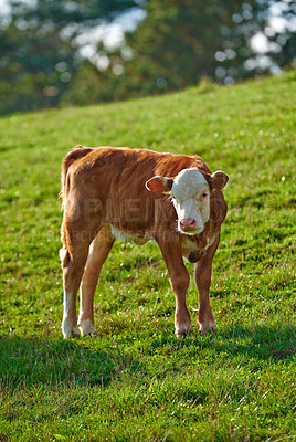 Buy stock photo Portrait of a Hereford cow standing in farm pasture. A domestic livestock or calf with red and white head and pink nose grazing on a lush green field or meadow on a sunny spring day