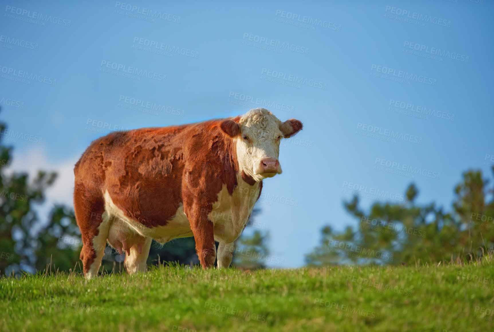 Buy stock photo One hereford cow standing alone on farm pasture. One hairy animal isolated against green grass on remote farmland and agriculture estate. Raising live cattle, grass fed diary farming industry