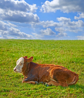 Buy stock photo One Hereford breed of brown cow resting on sustainable farm in pasture field in the countryside. Raising and breeding livestock animals in agribusiness for free range organic cattle and dairy industry