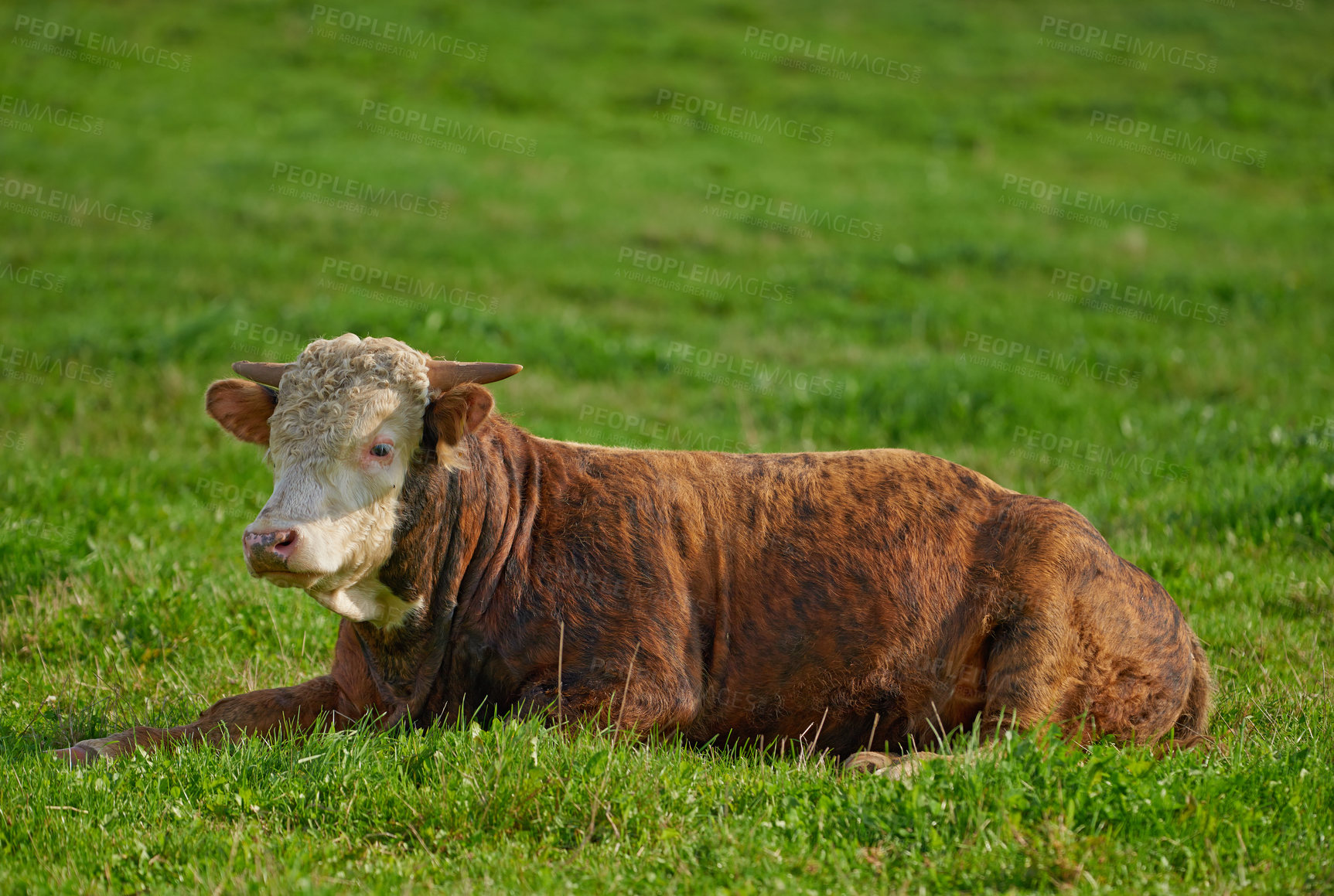 Buy stock photo One hereford cow sitting alone on farm pasture. One hairy animal isolated against green grass on remote farmland and agriculture estate. Raising live cattle, grass fed diary farming industry