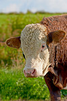 Hereford - all brown and white