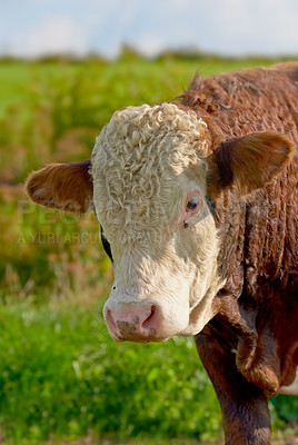 Buy stock photo One hereford cow standing alone on farm pasture. Portrait of hairy animal isolated against green grass on remote farmland and agriculture estate. Raising live cattle, grass fed diary farming industry