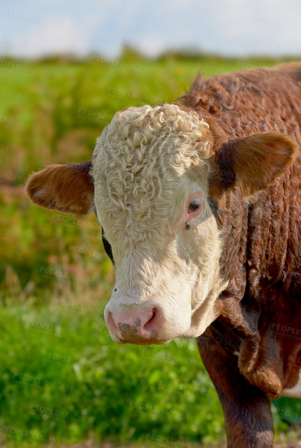 Buy stock photo One hereford cow standing alone on farm pasture. Portrait of hairy animal isolated against green grass on remote farmland and agriculture estate. Raising live cattle, grass fed diary farming industry