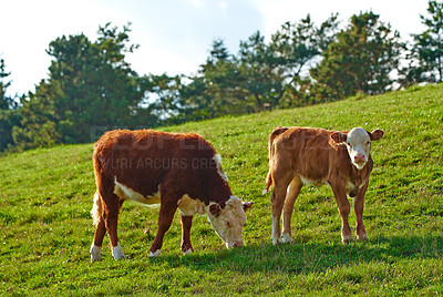 Buy stock photo Hereford breed of brown cows grazing on sustainable farm in pasture field in the countryside. Raising and breeding livestock animals in agribusiness for free range organic cattle and dairy industry