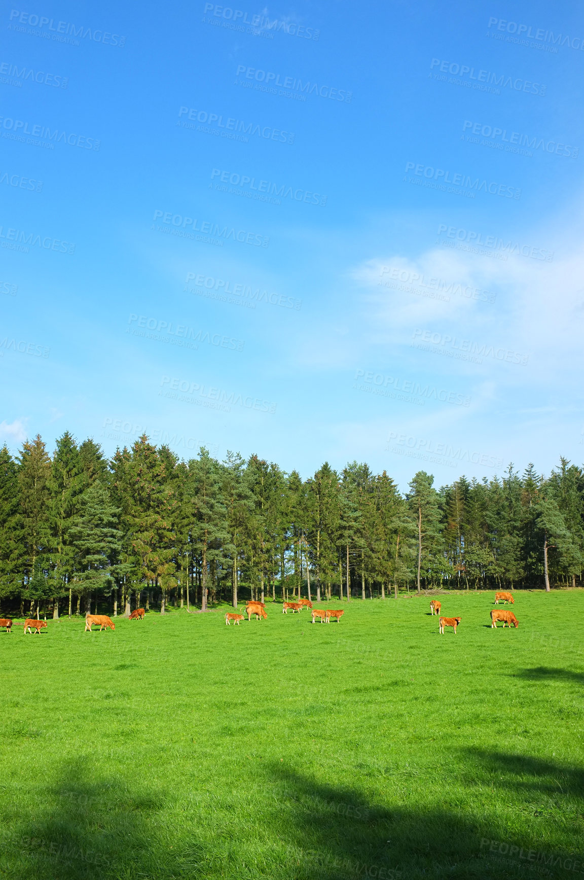 Buy stock photo Full length herd of hereford cow standing together and grazing on farm pasture. Hairy brown animals eating green grass with a blue copy space sky on an estate. Raising live cattle for dairy industry