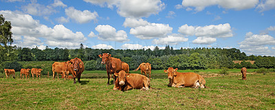 Buy stock photo Full length herd of cows standing on farm pasture. Hairy or furry animals relaxing on green grass and blue sky on remote farmland and agriculture estate. Raising live cattle for dairy industry