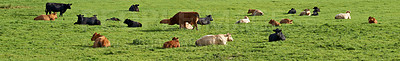 Buy stock photo Full length herd of cows sitting together and grazing on farm pasture. Hairy brown animals sitting on green grass on remote farmland and agriculture estate. Raising live cattle for dairy industry