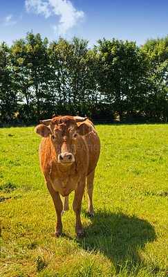 Buy stock photo Full length of one hereford cow standing alone on farm pasture. Portrait of hairy animal isolated against green grass on remote farmland and agriculture estate. Raising live cattle for dairy industry