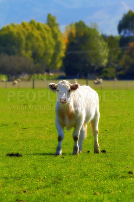 Buy stock photo Portrait of a cow calf on open land with green healthy looking grass. A small little white cow stands on a field without the mother. Breeding calves on the farm. Young curious cow outdoors