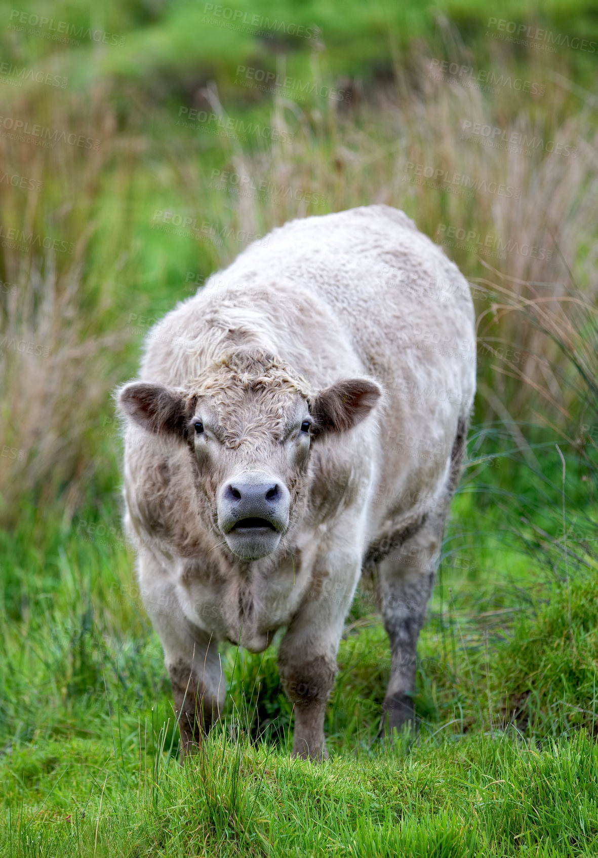 Buy stock photo One Hereford breed of brown cow grazing on sustainable farm in pasture field in the countryside. Raising and breeding livestock animals in agribusiness for free range organic cattle and dairy industry