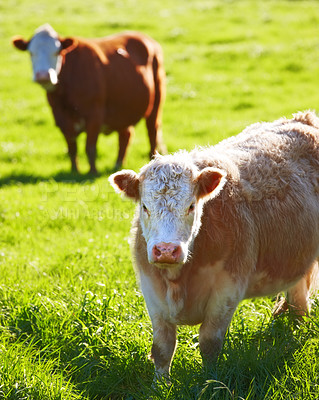 Buy stock photo Two breed of brown cows grazing on sustainable farm in pasture field in countryside. Raising and breeding livestock animals in agribusiness for free range organic cattle and dairy industry