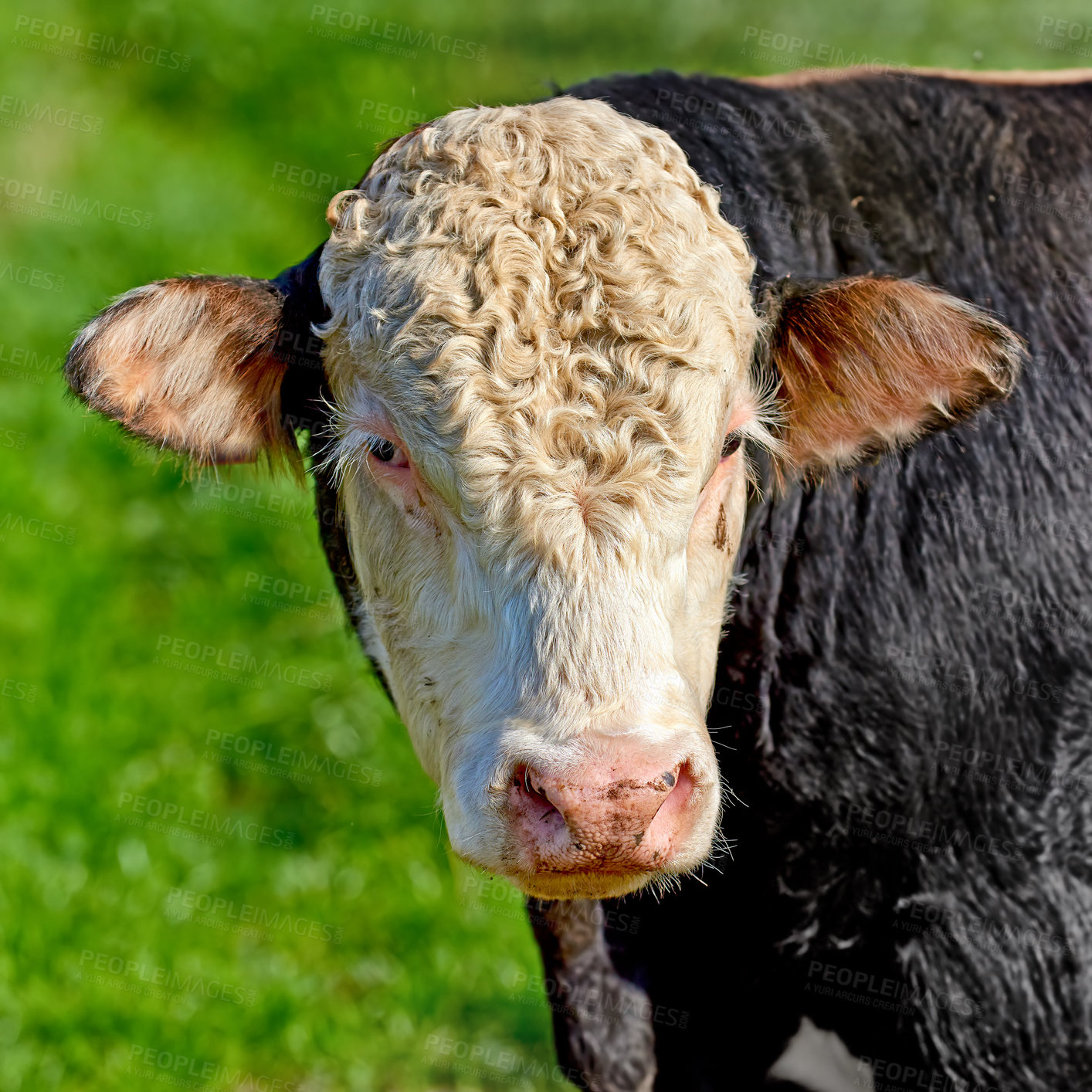 Buy stock photo Closeup portrait one hereford cow alone on farm pasture. Portrait of hairy animal isolated against green grass on remote farmland and agriculture estate. Raising live cattle for dairy industry