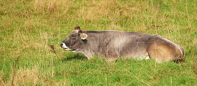 Buy stock photo Full length of one old grey cow lying down alone on farm pasture. Animal resting while isolated against green grass on remote farmland and agriculture estate. Raising live cattle for dairy industry