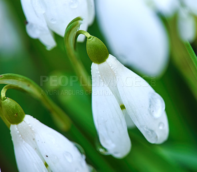 Buy stock photo Flowers, spring and white snowdrop in garden with natural landscape, morning blossom and calm environment. Growth, peace or nature with green leaves in backyard, countryside and floral plants in bush