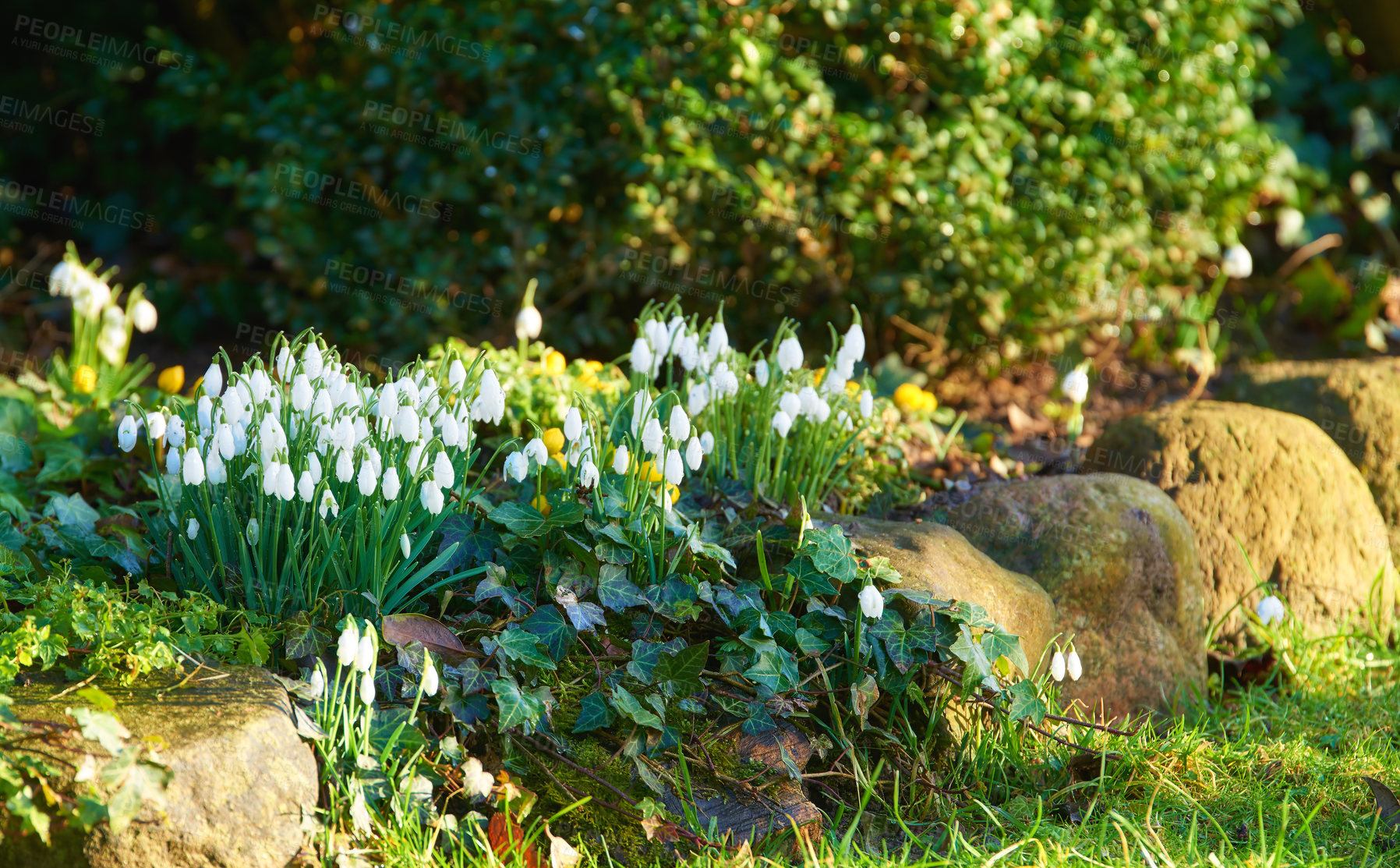 Buy stock photo Nature, grass and white snowdrop in garden with natural landscape, morning blossom and calm floral environment. Growth, peace and spring flowers with green leaves, backyard and countryside for plants