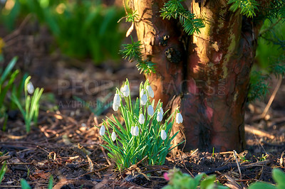 Buy stock photo Nature, tree and snowdrop in garden with natural landscape, morning blossom and calm floral environment. Growth, peace and spring flowers with green leaves, backyard and countryside with plants