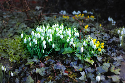 Buy stock photo Nature, summer and white snowdrop in garden with natural landscape, morning blossom and calm floral environment. Growth, peace and flowers with green leaves in backyard, countryside bush and plants