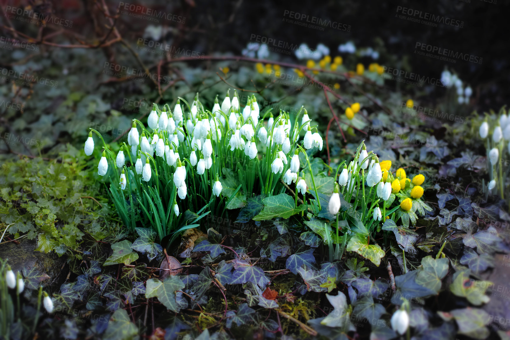 Buy stock photo Nature, summer and white snowdrop in garden with natural landscape, morning blossom and calm floral environment. Growth, peace and flowers with green leaves in backyard, countryside bush and plants